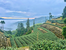 Taiwan Tea & Hot Springs Immersion Tour (2026 Northern Taiwan Edition)