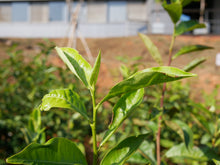 Taiwan Tea & Hot Springs Immersion Tour (2026 Northern Taiwan Edition)