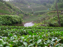 Taiwan Tea & Hot Springs Immersion Tour (2026 Northern Taiwan Edition)