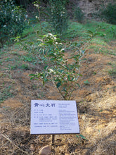 Taiwan Tea & Hot Springs Immersion Tour (2026 Northern Taiwan Edition)